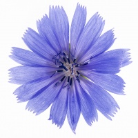 Blue-Flower
