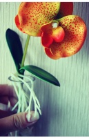 резиновая орхидея_