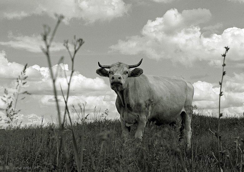 Корова на лугу..