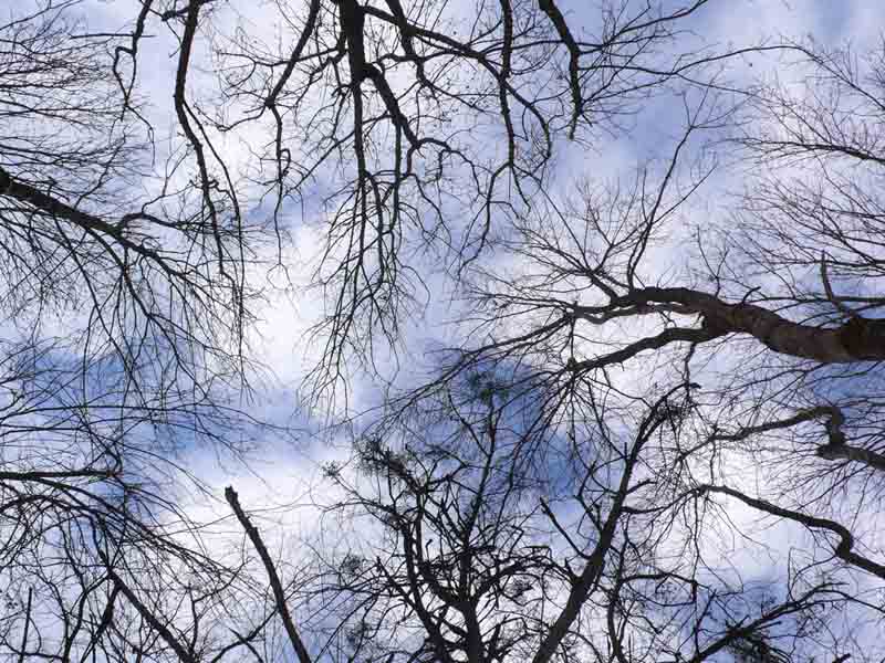 Небо в деревьях