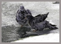 Птица и холодная водица