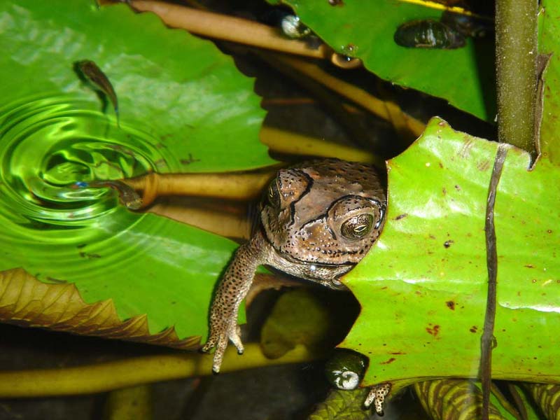 Индонезийская лягушка