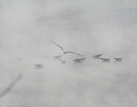 Чайка в тумане