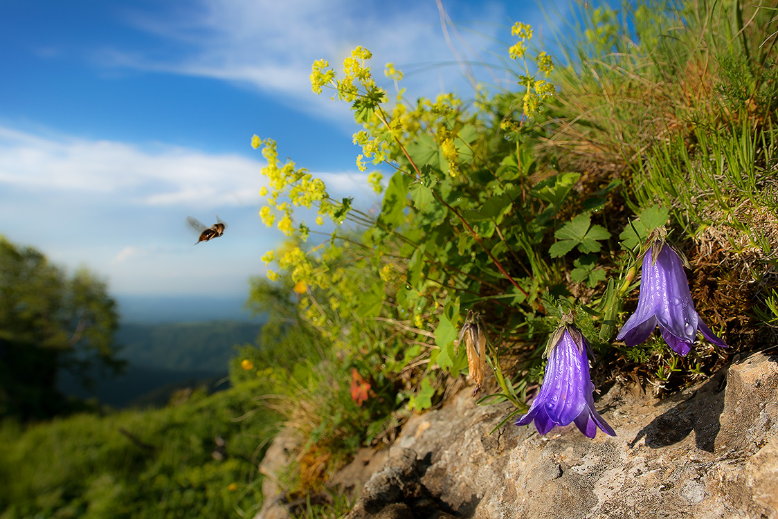  Цветуёчки, пчёл и чистый горный воздух