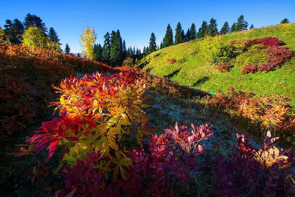 Осенний пейзаж с букетом
