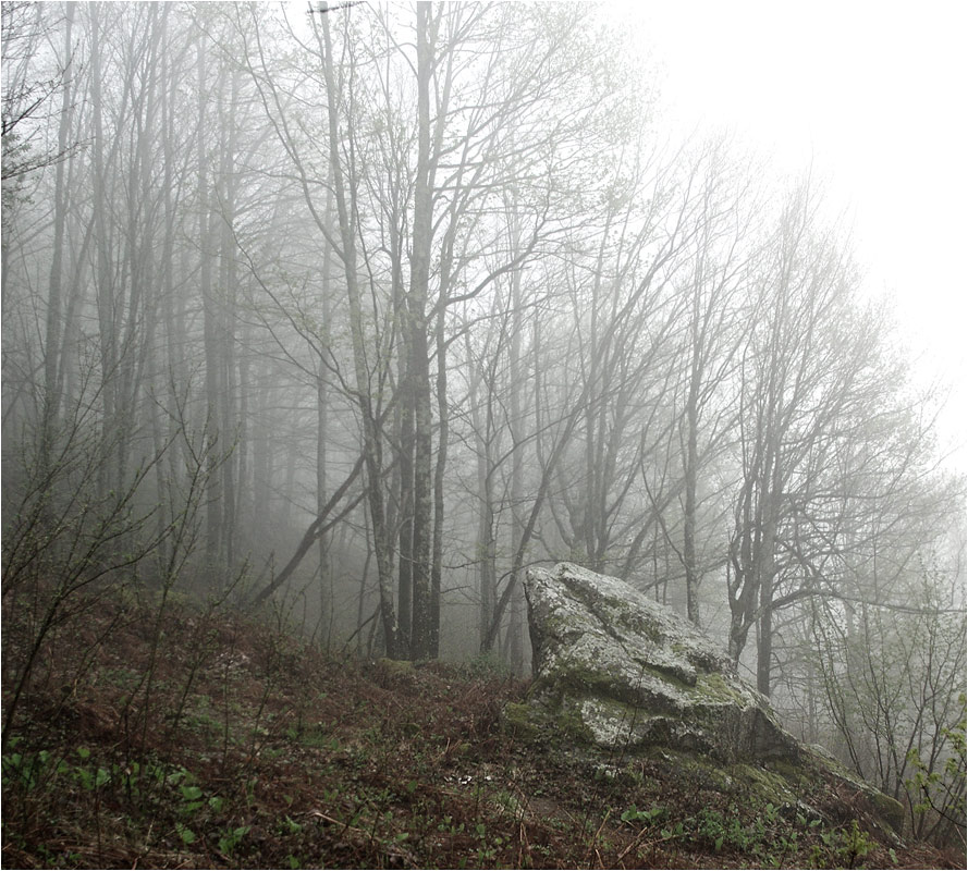 Химеры туманного леса