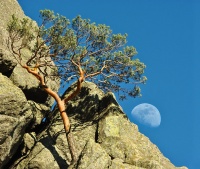 Лунное дерево