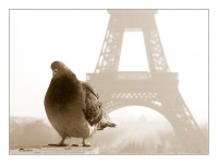 la Tour Eiffel***
