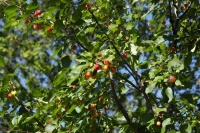 Райские яблочки