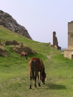 Крымские лошадки