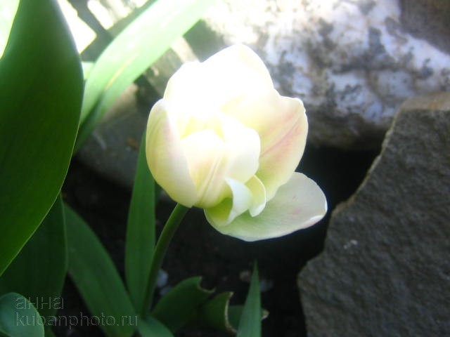 нежный тюльпан