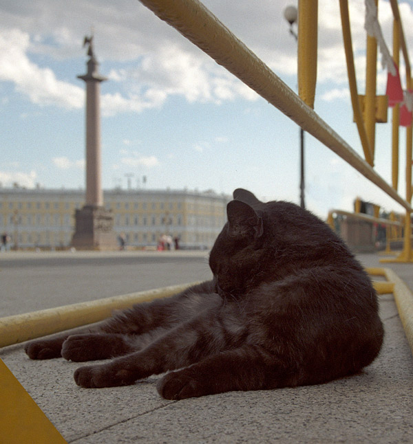 Дворцовый кот