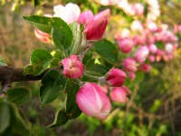 яблоня в цвету