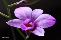 орхидея*