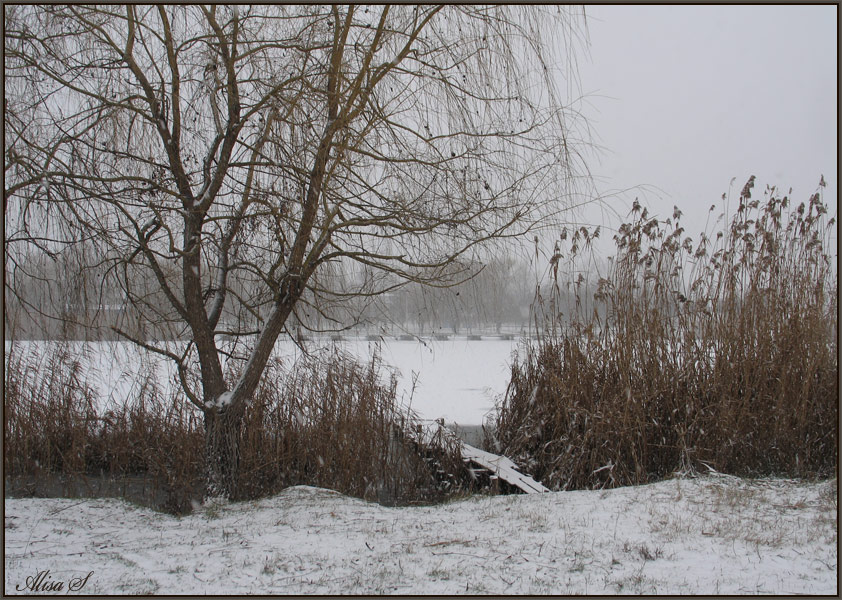 25.12.08 Идёт первый снежок в 2008г, центральная часть Кубани.