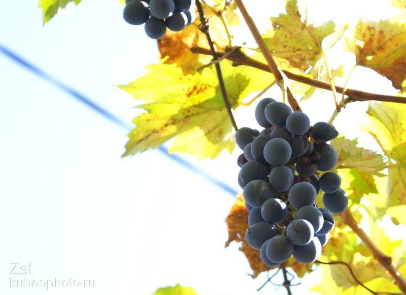 Осень. Зреет виноград.