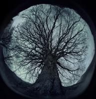 дерево судьбы