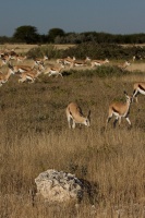 Namibia animals 3