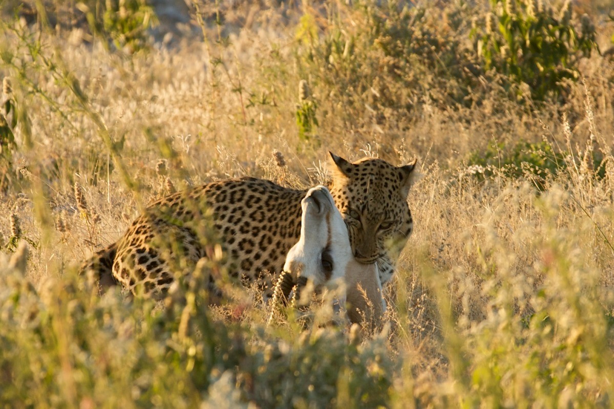 Namibia animals 4