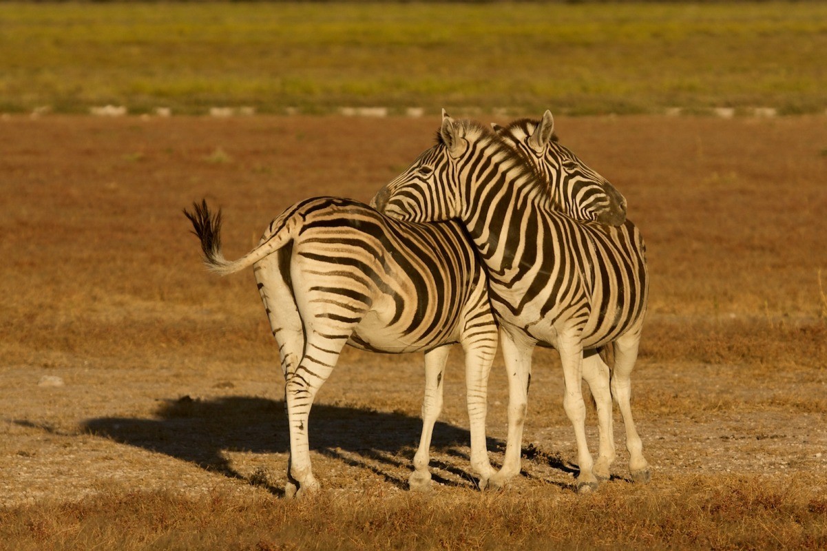 Namibia animals 8