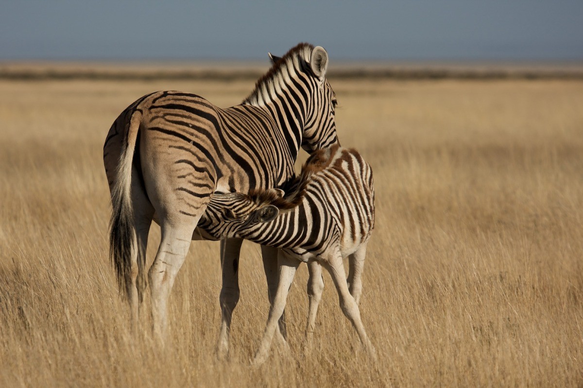 Namibia animals 9