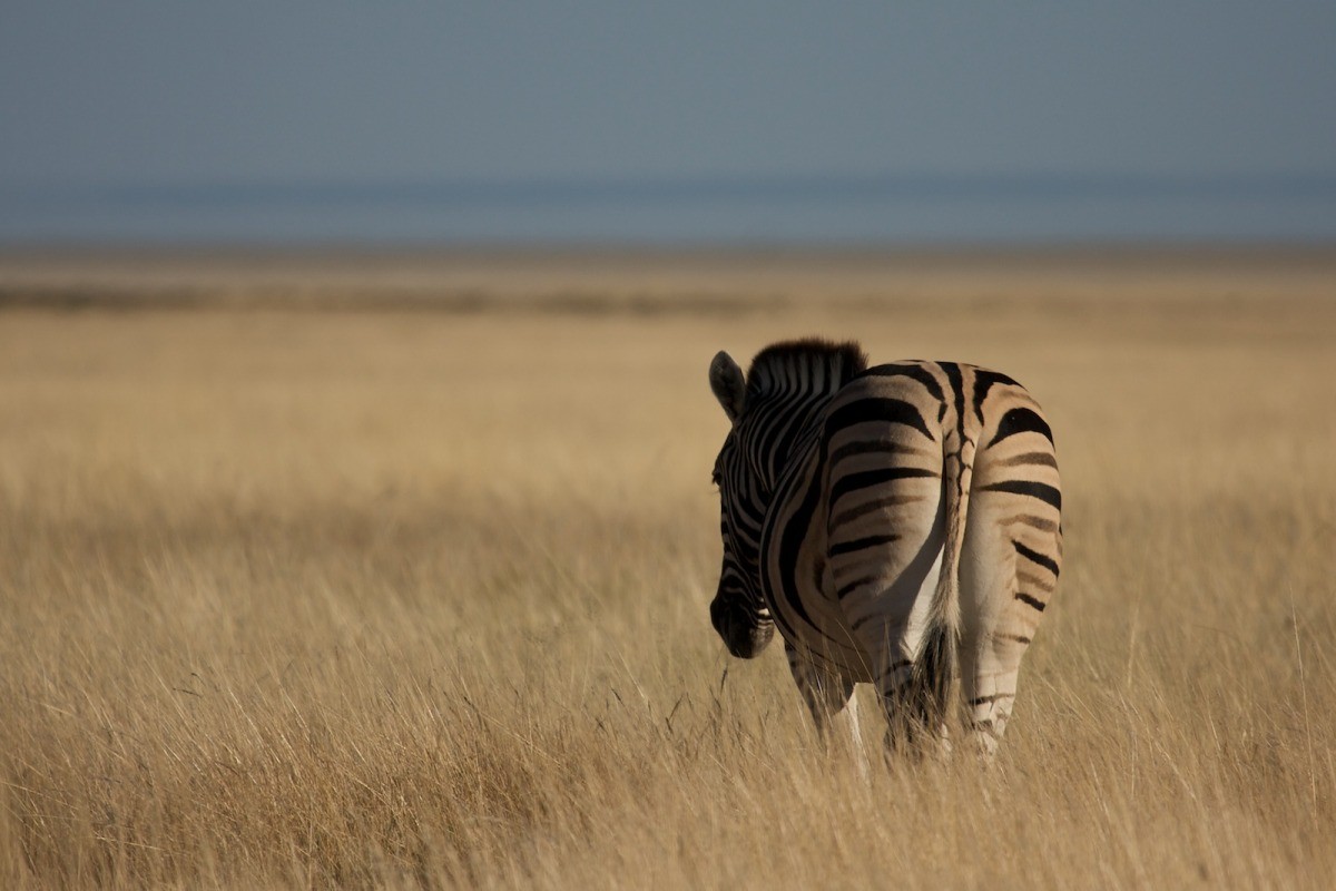 Namibia animals 10