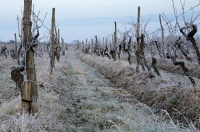 Снежный виноград