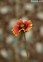 одинокий цветок