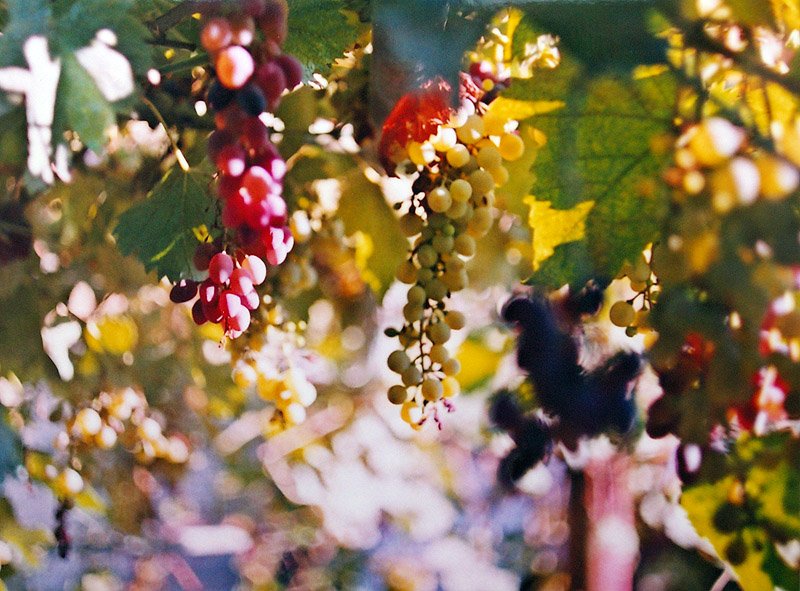 Осень виноградная