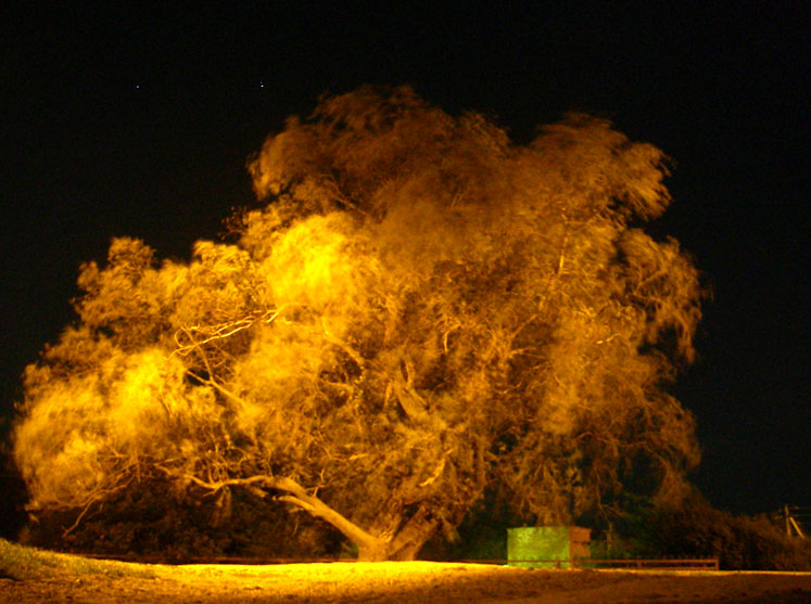 Ветер. Ночь. Дерево.