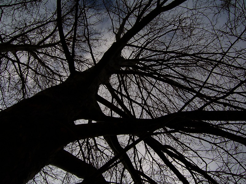 дерево мрака