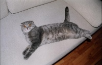 Серый Батон на диване