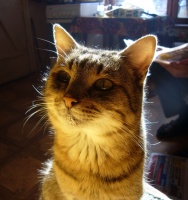 Серо-золотой кот