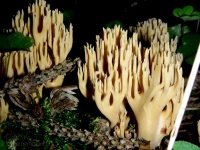лесные кораллы