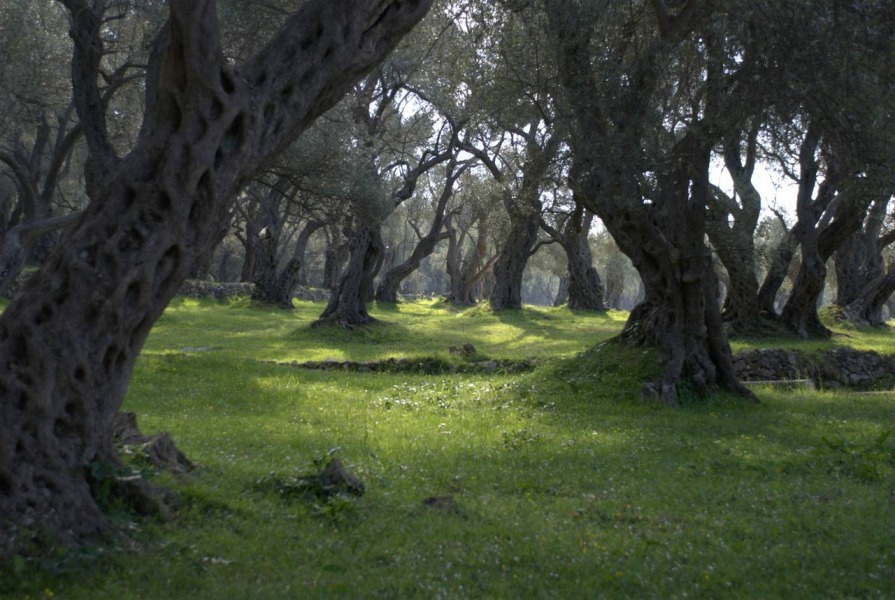 Оливовый лес