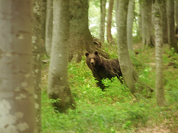 Медведь Бурый Кавказский