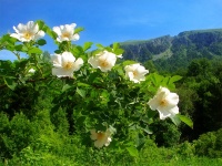 Дикие розы горы Мессо