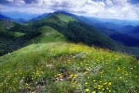 Цветы горы Кашина