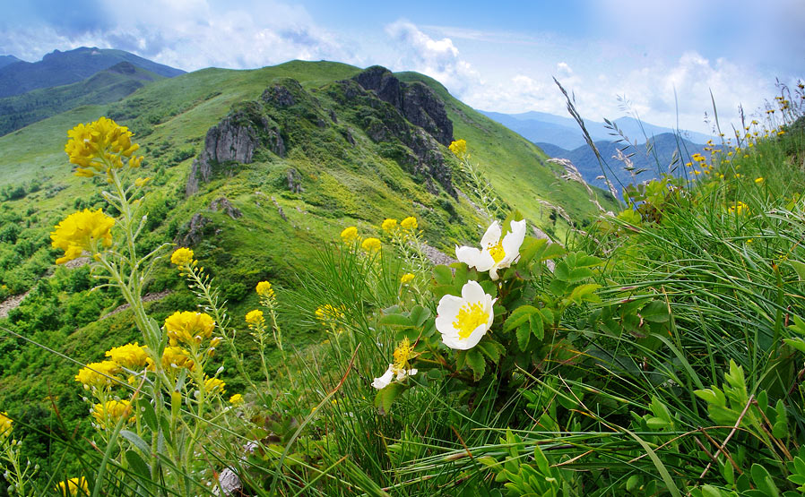 Пейзаж с альпийским шиповником