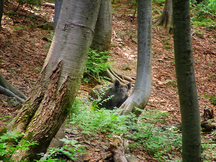 Кабан в буковом лесу
