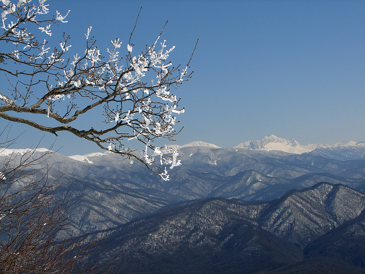 Пейзаж с зимней ветвью дуба