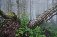 Скромные цветы в туманном лесу