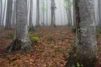 Облако в буковом лесу