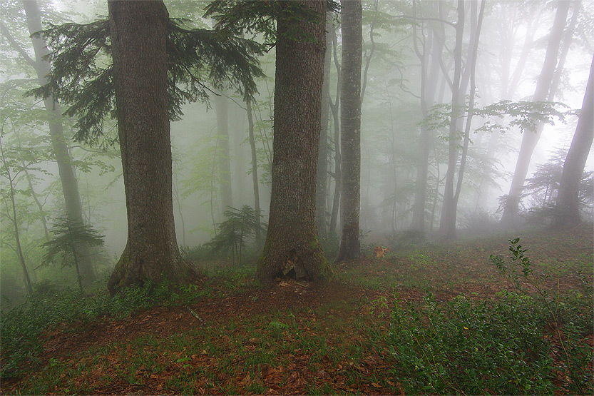 in deep cloudly forest...