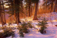 зимний закат в буковом лесу