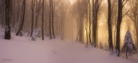 дорога в зимнем лесу (для Месилова)