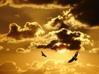Птицы солнца