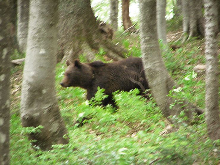 Фотострельба по бегущему медведю