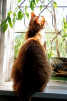 таинственный коте у окна :)