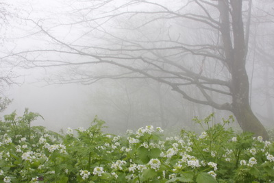 Весенний туман